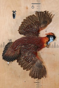 Life-sized Flying TEMMINCK'S TRAGOPAN PHEASANT