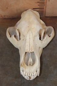 XXL BROWN BEAR or GRIZZLY BEAR Skull