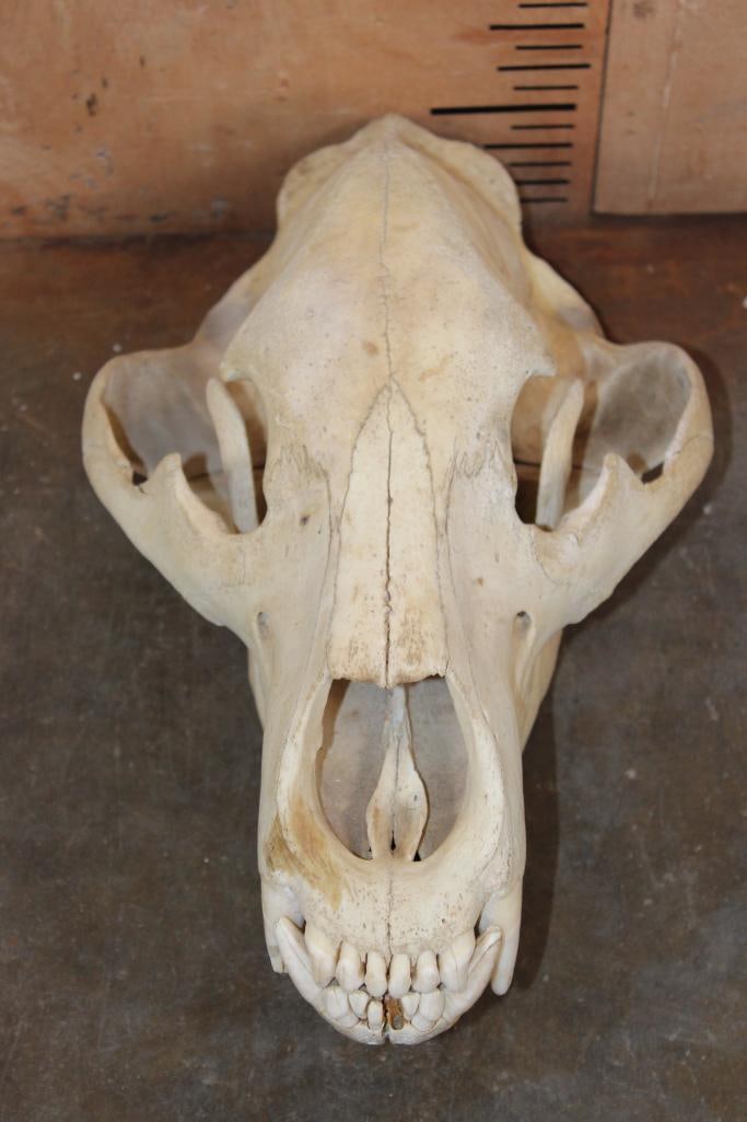 XXL BROWN BEAR or GRIZZLY BEAR Skull (1 of 9)