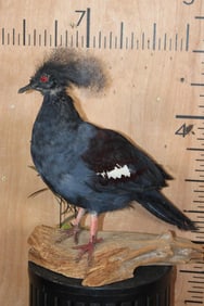 VICTORIA CROWNED PIGEON on a Natural Wood Base