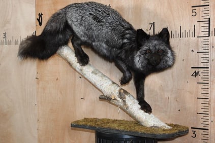 Life-sized SILVER FOX on a Log and Wood Plaque Base