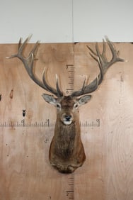 XXL 21-Point RED STAG Shoulder Mount
