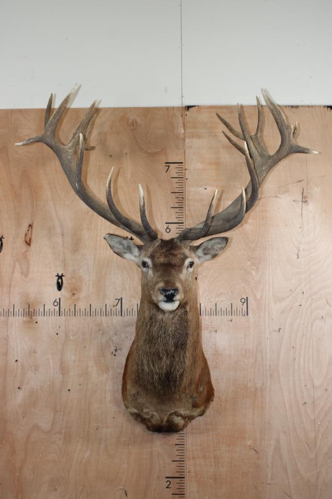 XXL 21-Point RED STAG Shoulder Mount (1 of 10)