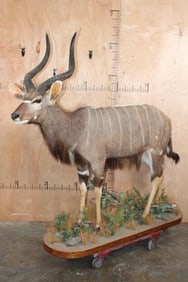 Big Life-sized NYALA with Removable Horns on a Decorative Base
