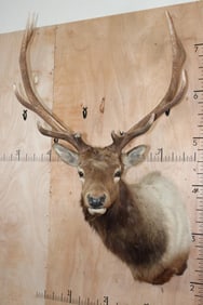 B&C Trophy Colorado Elk 329-3/8 Score Shoulder Mount