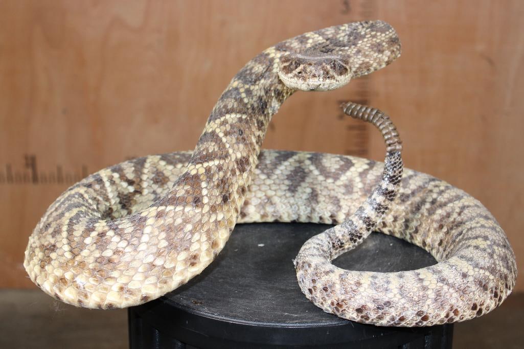 Big Life-sized *Real Skin* DIAMONDBACK RATTLESNAKE: Big Life-sized *Real Skin* DIAMONDBACK RATTLESNAKE. The Rattle is 3" Long! It measures 17.25" Long x 12" Wide x 8.5" Tall. This is a Very Nice mount in Very Good Condition. TAXIDERMY SNAKES 