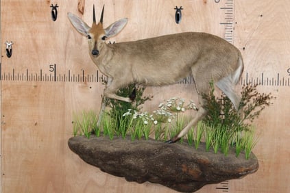 Life-sized COMMON DUIKER on a Decorative Wall Hanging Base