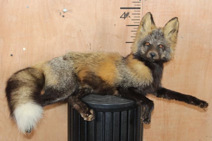 Life-sized Freestanding CROSS FOX