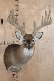 Big 13-Point Typical WHITETAIL DEER Shoulder Mount in Velvet