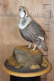 Big HIMALAYAN SNOWCOCK Perched on a Rock and Wood Base