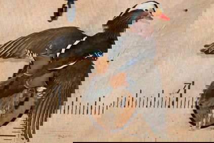 Flying Male MANDARIN DUCK on a Wood Plaque