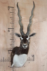 Big BLACKBUCK Shoulder Mount