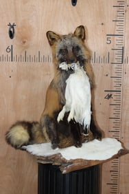 Life-sized CROSS FOX with a Ptarmigan Bird on a Snowy Driftwood Base