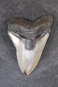 XXL MEGALODON Shark Tooth Fossil