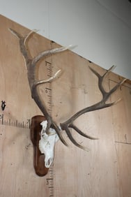 XXL 12-Point ELK Skull on a Wooden Plaque