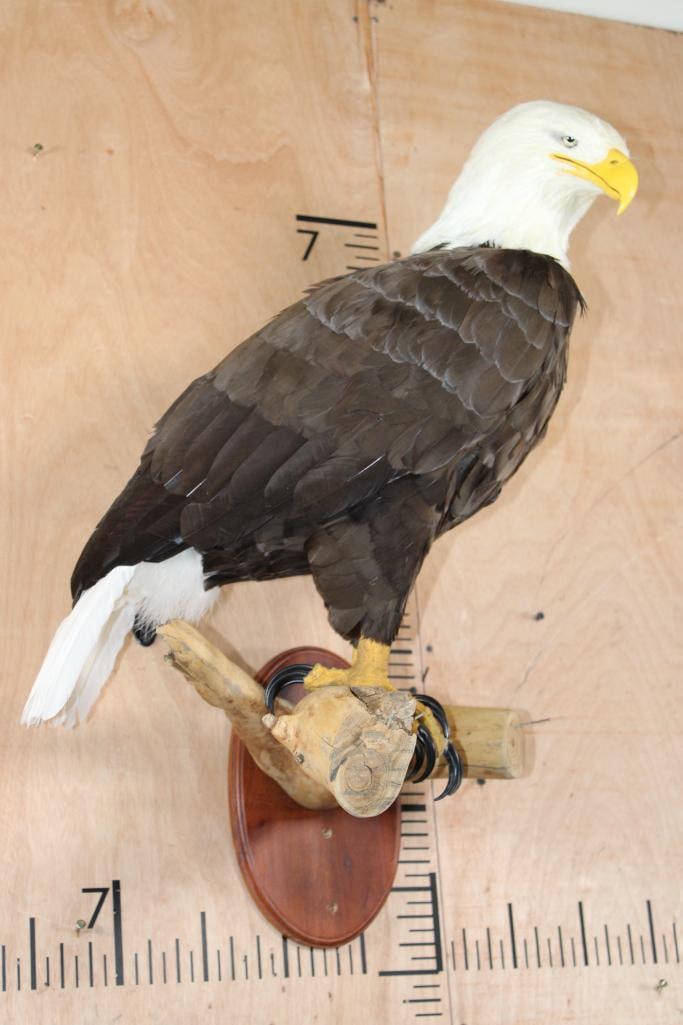 "Lady Liberty" Reproduction BALD EAGLE Perched on a Branch: Very Nice and Realistic "Lady Liberty" Reproduction BALD EAGLE. It is majestically perched on a Wood Branch and Plaque for easy display. The Total Mount measures 26" Tall x 18" Long x 19" Depth (from
