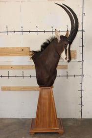 SABLE on a Wooden Pedestal Mount