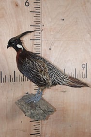 Male KOKLASS PHEASANT Mounted on a Branch Perch