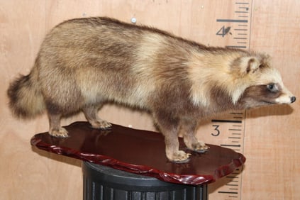 Life-sized TANUKI or JAPANESE RACCOON DOG on a Wood Base