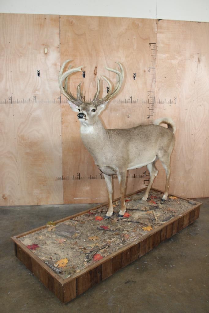 Big 16-Point Life-sized WHITETAIL DEER Buck on a Base with Wheels (1 of 12)