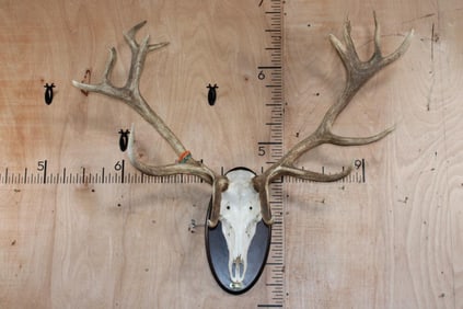 Big 16-Point RED STAG Skull on a Wooden Plaque