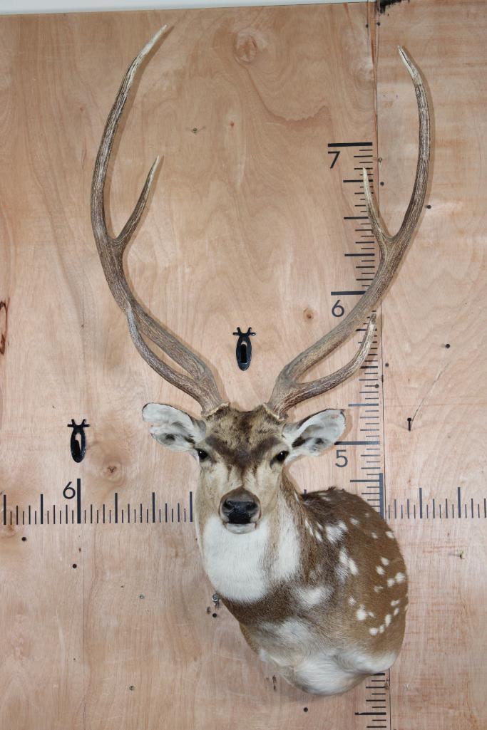 Big AXIS DEER Shoulder Mount: Very Nice, Clean, and Newer AXIS DEER Shoulder Mount. It has a 24 5/8" Spread and is in Like New Condition. TAXIDERMY 