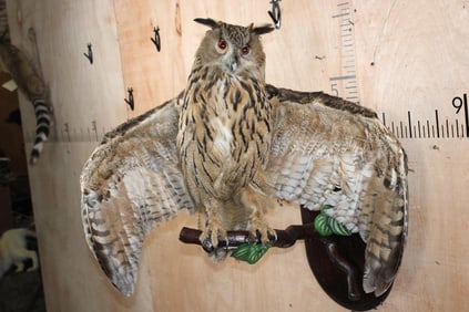 Big URASIAN EAGLE OWL on a Wood Perch and Plaque