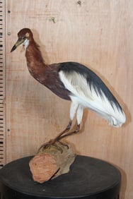 JAVAN POND HERON on a Natural Wood Base