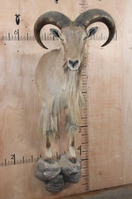 Half-body AOUDAD Wall Mount