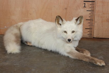 Life-sized Laying Sun Glow RED FOX