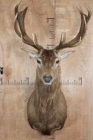 14-Point RED STAG Shoulder Mount