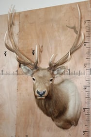 B&C Trophy Colorado Elk 347-1/2 Score Shoulder Mount
