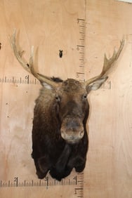 12-Point SHIRAS MOOSE Shoulder Mount