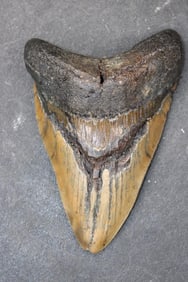 XL MEGALODON Shark Tooth Fossil
