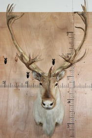 29-Point CARIBOU Shoulder Mount