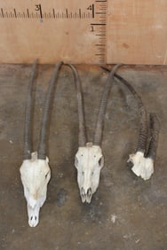 *TEXAS RESIDENTS ONLY* (2) Scimitar Horned ORYX Skulls and (1) Scimitar Horned ORYX Horns on a Skull