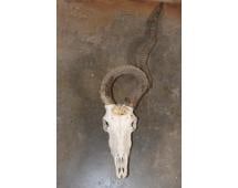 *TEXAS RESIDENTS ONLY* ADDAX Skull with a Horn Deformity and Removable Horns