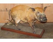 Life-sized RED RIVER HOG on a Wood Base