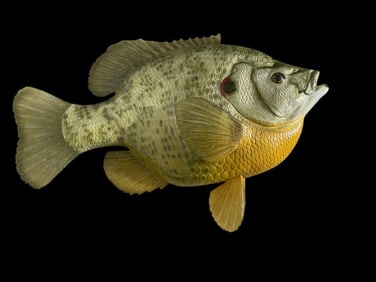 *New* Reproduction World Record SHELL CRACKER or BRIM-BLUEGILL Fish Mount