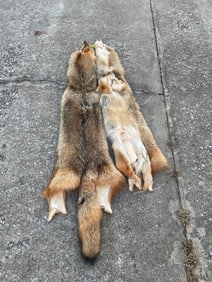 (2) *New* Soft and Tanned XL COYOTE HIDES or COYOTE SKINS