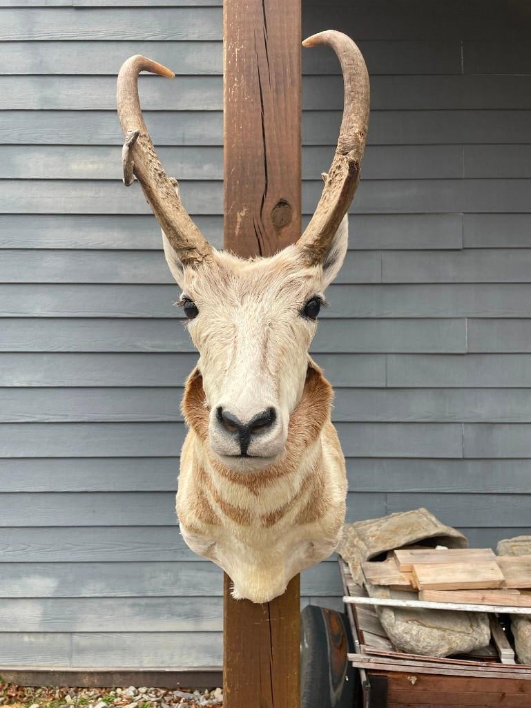 PRONGHORN Antelope Shoulder Mount (1 of 4)