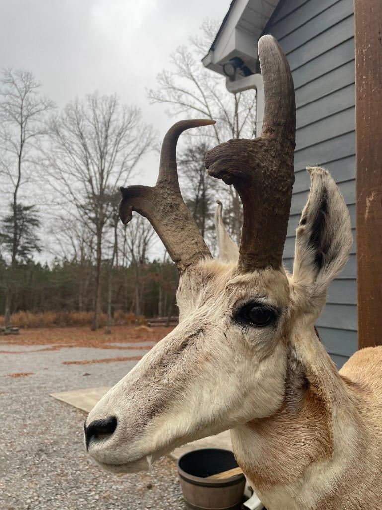 PRONGHORN Antelope Shoulder Mount - 2