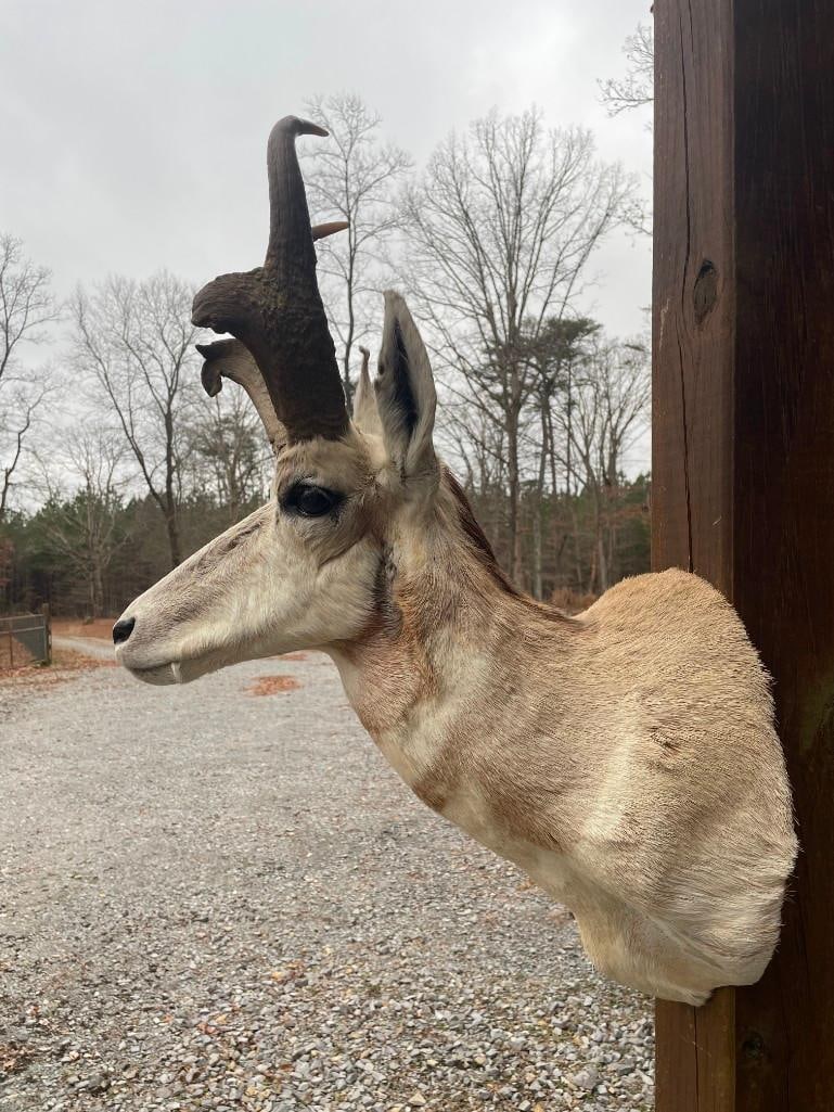 PRONGHORN Antelope Shoulder Mount - 3