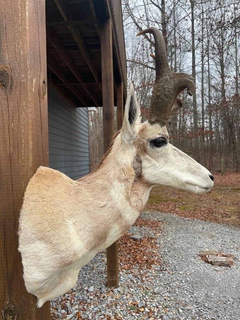PRONGHORN Antelope Shoulder Mount - 4