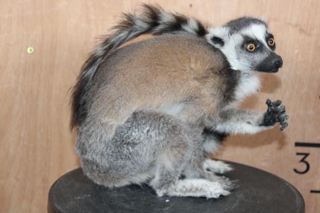 *TEXAS RESIDENTS ONLY* Life-sized Freestanding Ring-tailed LEMUR (1 of 7)