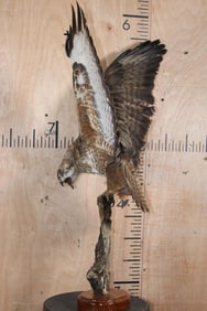 *Rarely Seen* Life-sized EUROPEAN BUZZARD Perched on a Branch and Wood Base