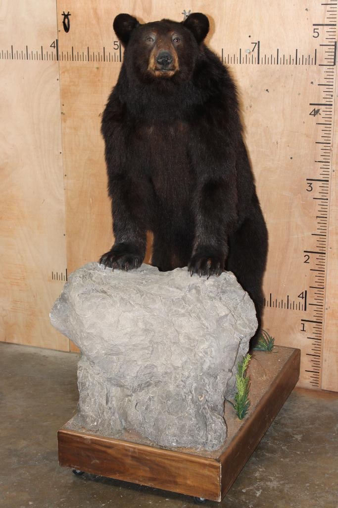 Life-sized BLACK BEAR with All its Claws on a Wood Base with Wheels (1 of 6)