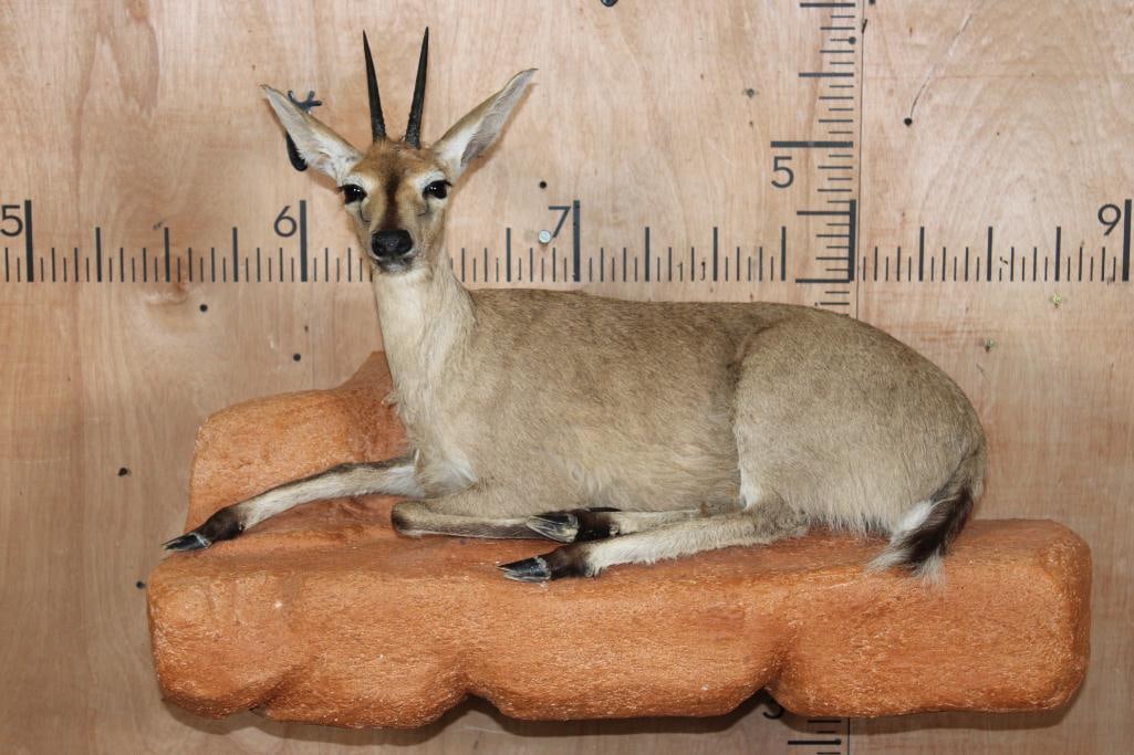 Life-sized COMMON DUIKER on a Lightweight Rock Wall Base: Very Nice Life-sized COMMON DUIKER on a Lightweight Rock Wall Base. The Total Mount measures 36" Long x 26" Tall x 22" Depth (from the wall). It is in Very Good Condition. TAXIDERMY 