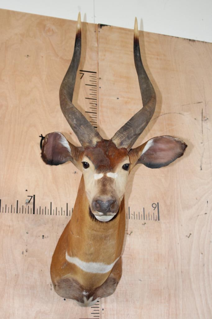 BONGO Shoulder Mount: BONGO Shoulder Mount. The Left Horn measures 28.5" and the Right Horn measures 28 1/8". The face has been touched up with paint, otherwise it is in Good Condition. TAXIDERMY 