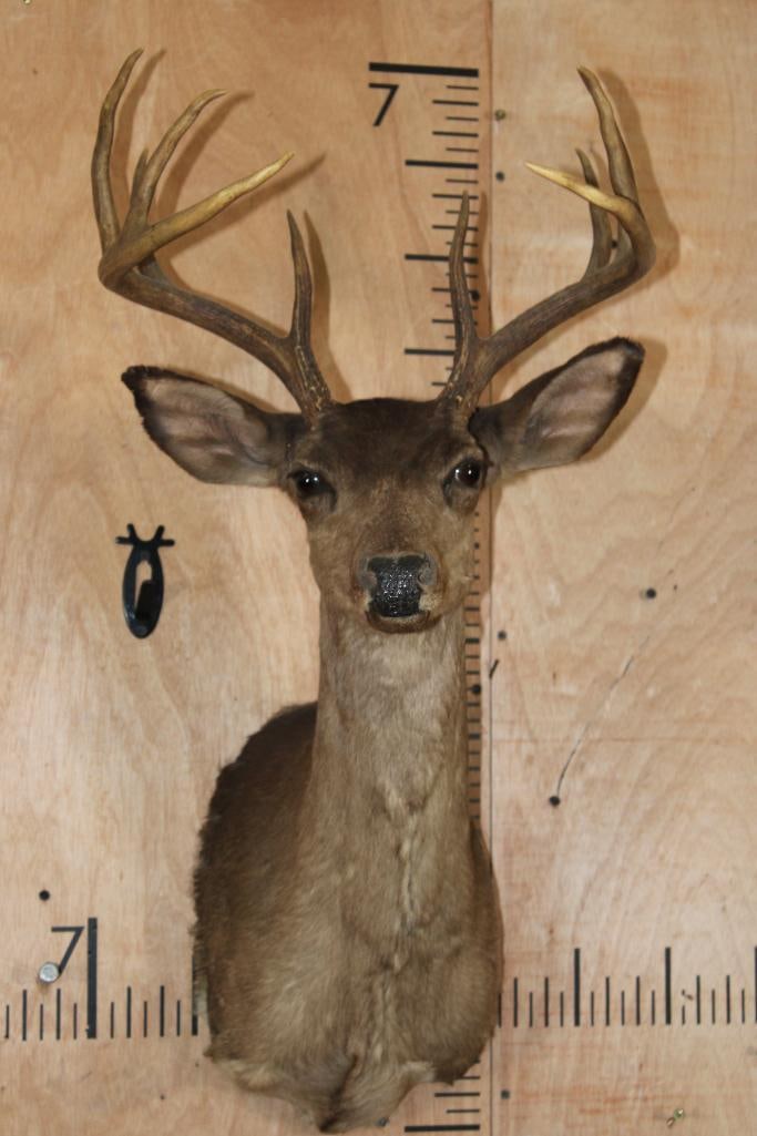 *Rarely Seen* Melanistic 10-Point WHITETAIL DEER Shoulder Mount (1 of 9)